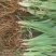 射干苗大型专业育苗基地，一手货源诚信经营全国发货，量大价优