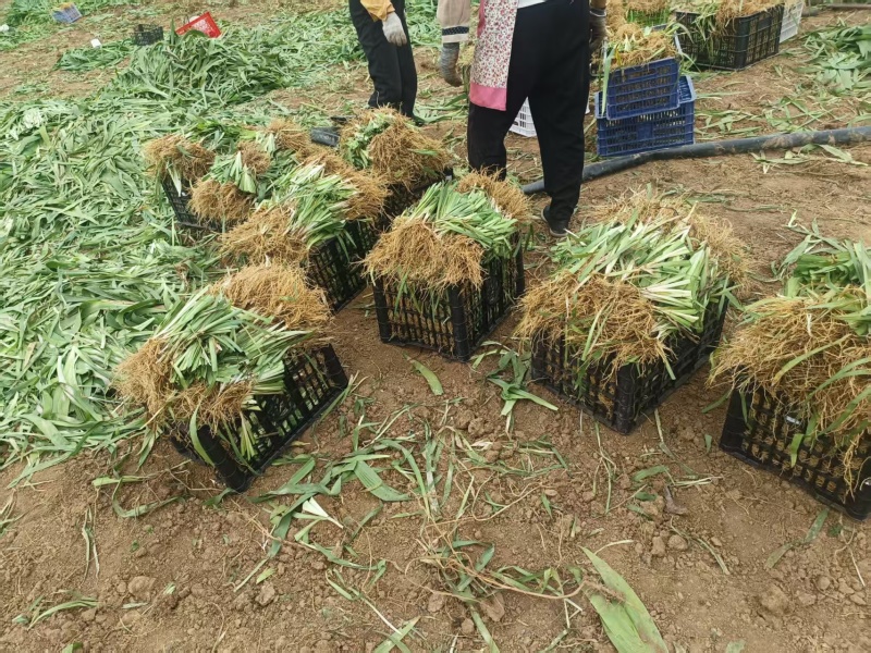 射干苗大型专业育苗基地，一手货源诚信经营全国发货，量大价优