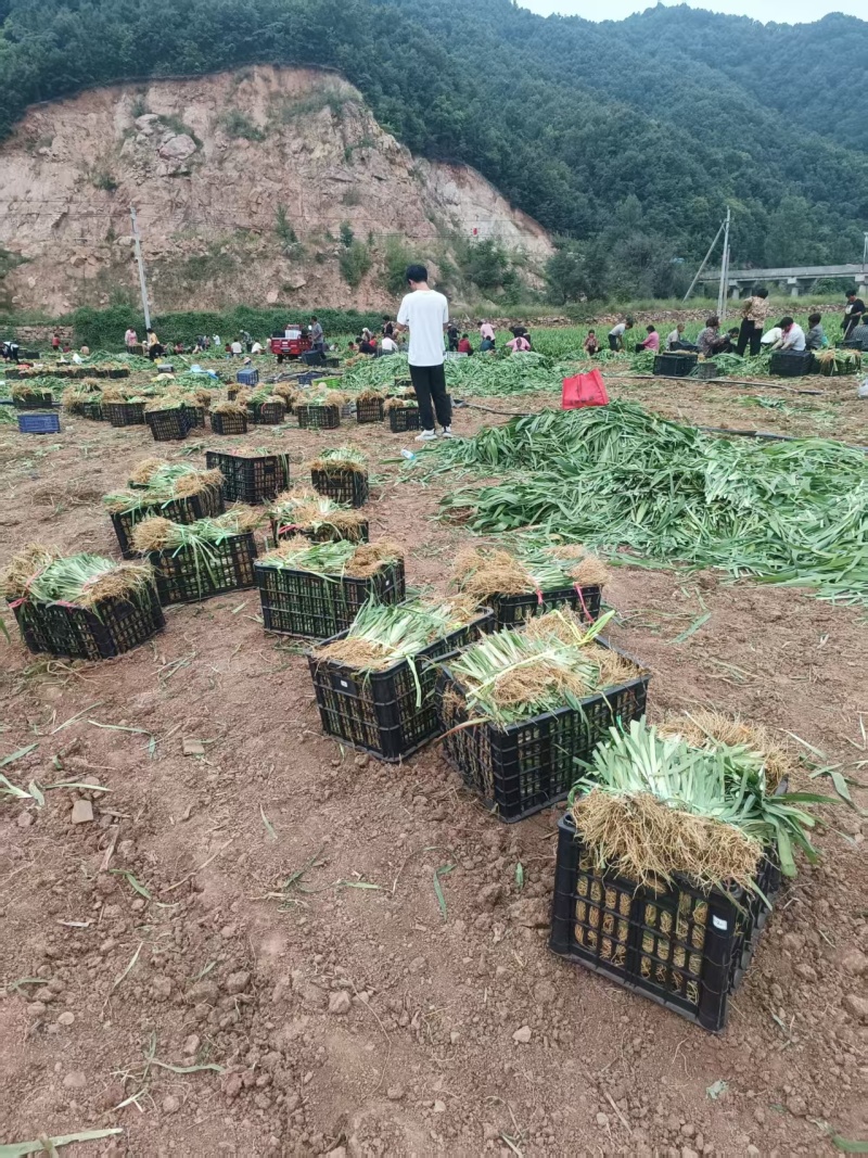 射干苗大型专业育苗基地，一手货源诚信经营全国发货，量大价优