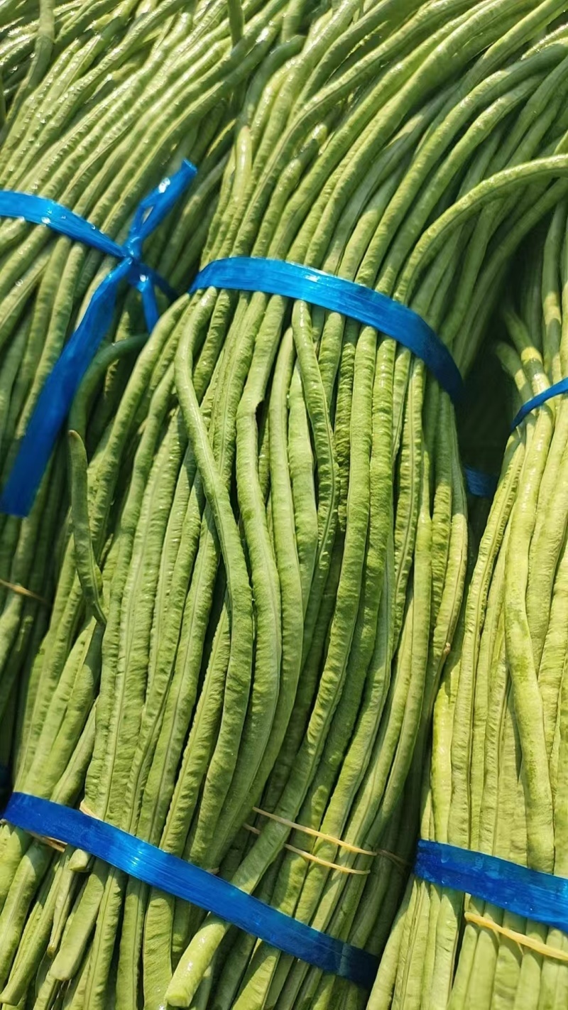 广西长豆角青条豆角对接电商市场商超可视频看货