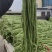 广西长豆角青条豆角对接电商市场商超可视频看货