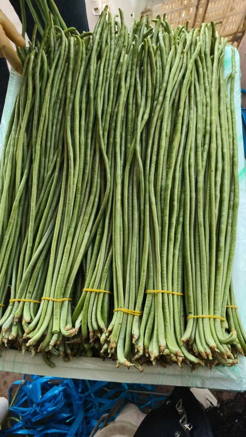 广西长豆角青条豆角对接电商市场商超可视频看货