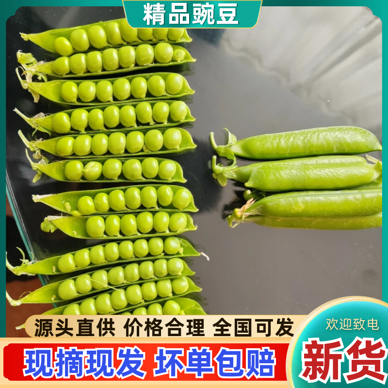 精品豌豆青豌豆市场货电商货工厂货一手货源产