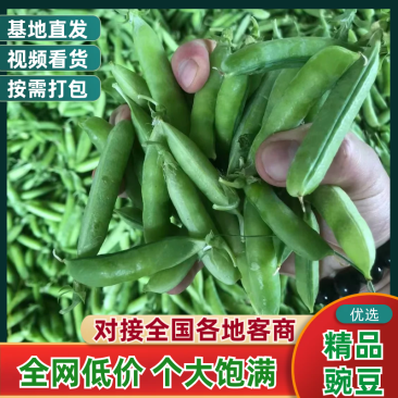 精品豌豆荚万亩基地量大从优颗粒饱满质量保证