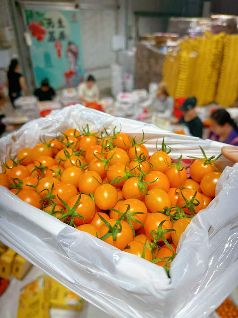 广东电白千禧圣女果供应链中心产地直发社区团购商超市场