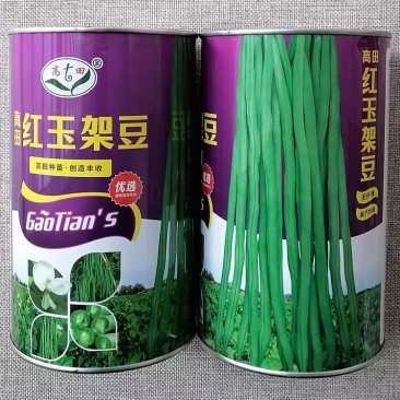 高田红玉架豆种子无筋豆种子品质鲜嫩无纤维大田高产用豆角