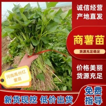 商薯苗商薯19红薯苗基地直供欢迎联系价格优成活
