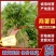 商薯苗商薯19红薯苗基地直供欢迎联系价格优成活