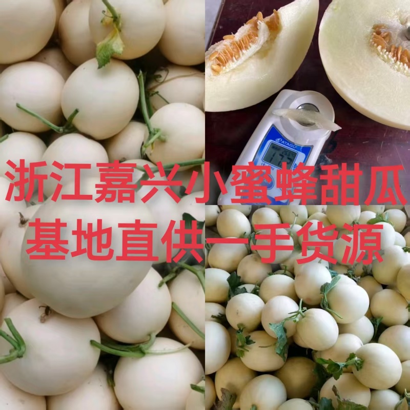 浙江嘉兴甜瓜小白瓜小蜜蜂白玉香瓜基地直供欢迎订购