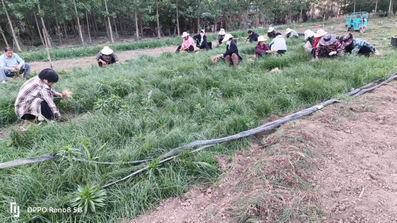 千亩知母苗正在热售，量大价优，批发价格，全国各地均可发