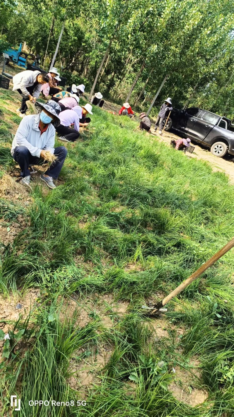 千亩优质知母苗，大量出售，一手货源，价格实惠，全国各地均可发