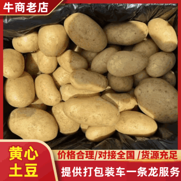 （黄心土豆）V7土豆/希森土/常年供应/大量价优欢迎来电