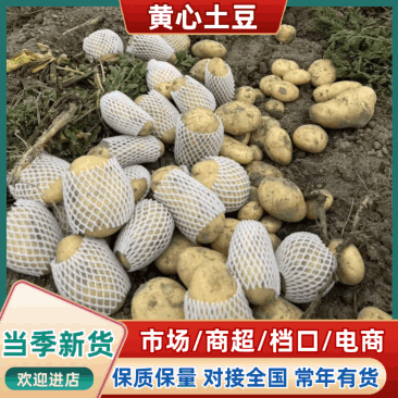 （黄心土豆）V7土豆/希森土/常年供应/大量价优欢迎来电
