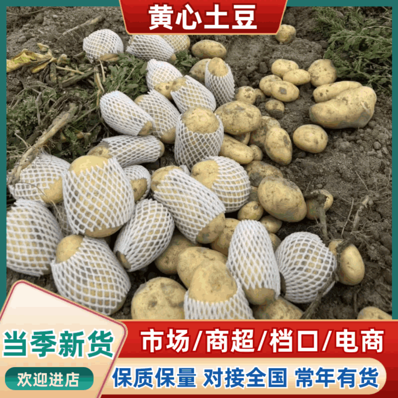 （黄心土豆）V7土豆/希森土/常年供应/大量价优欢迎来电