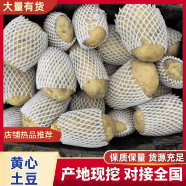 （黄心土豆）V7土豆/希森土豆/常年供应/大量价优