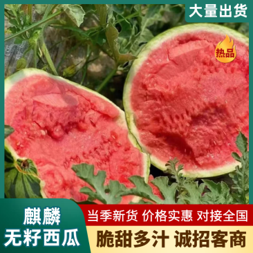 （麒麟西瓜）美都西瓜/河南西瓜/产地直发/保质保量发货