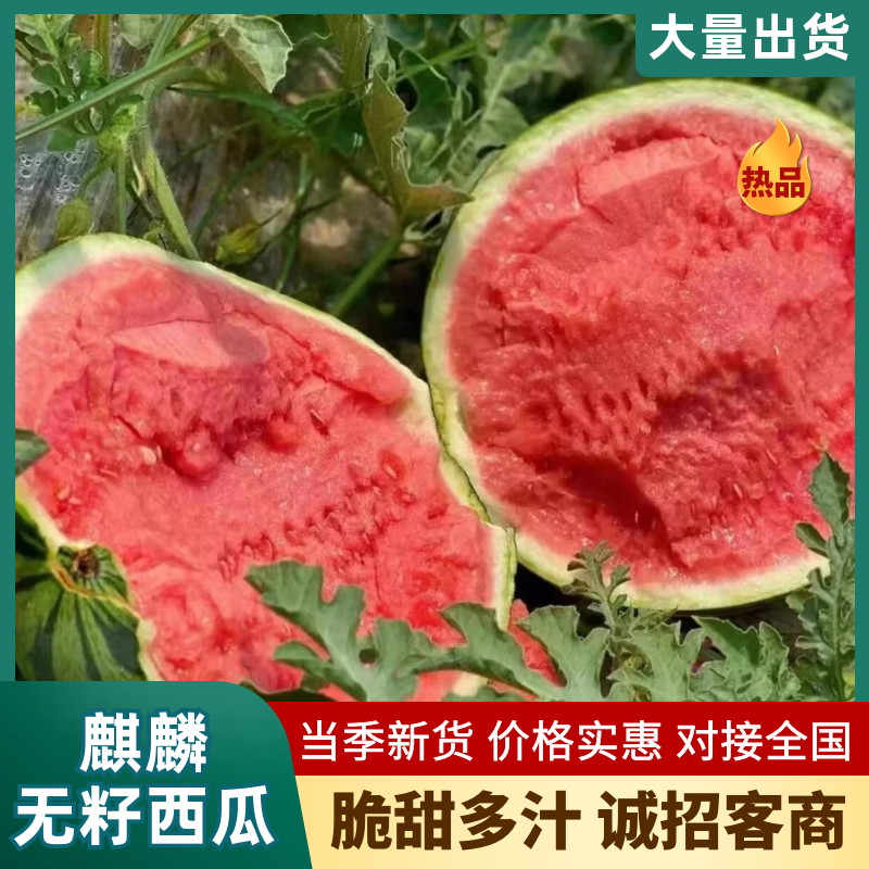 （麒麟西瓜）美都西瓜/河南西瓜/产地直发/保质保量发货