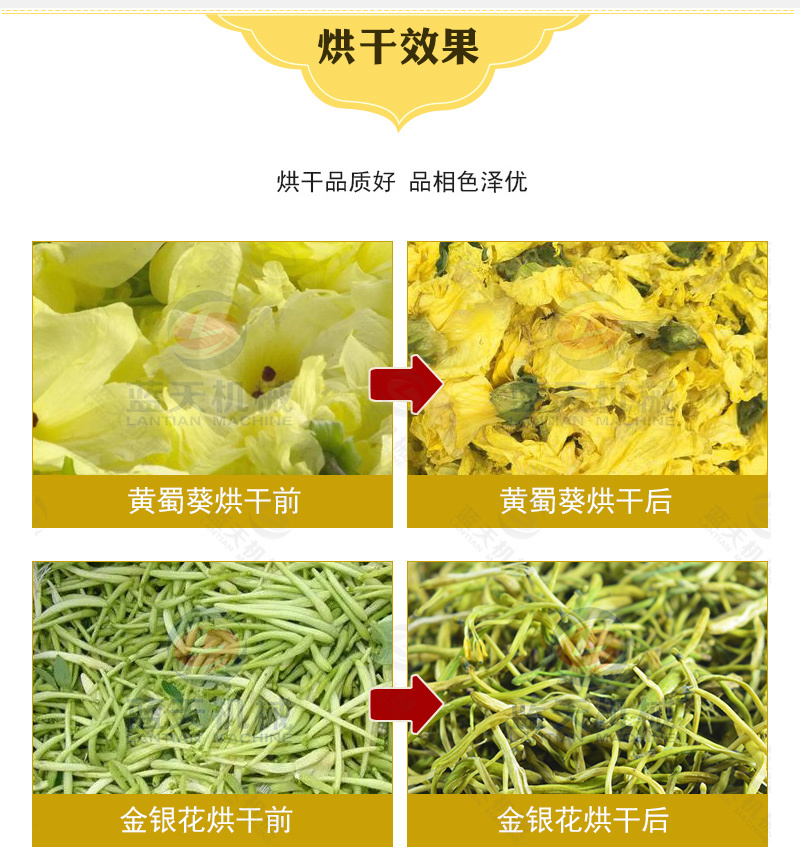 网带黄蜀葵烘干机棉花葵金花葵干燥机黄芙蓉黄花莲烘干机