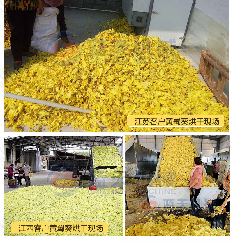 网带黄蜀葵烘干机棉花葵金花葵干燥机黄芙蓉黄花莲烘干机