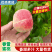 【新货上市】油桃中油货源充足市场社团出口大量供货