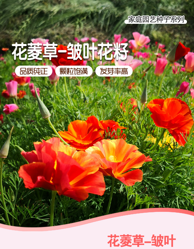 皱叶花菱草种子复瓣加州虞美人洋丽春花籽盆栽阳台庭