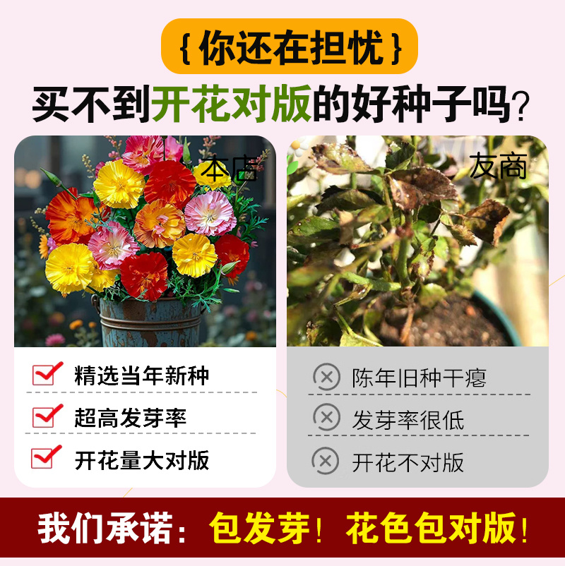 皱叶花菱草种子复瓣加州虞美人洋丽春花籽盆栽阳台庭