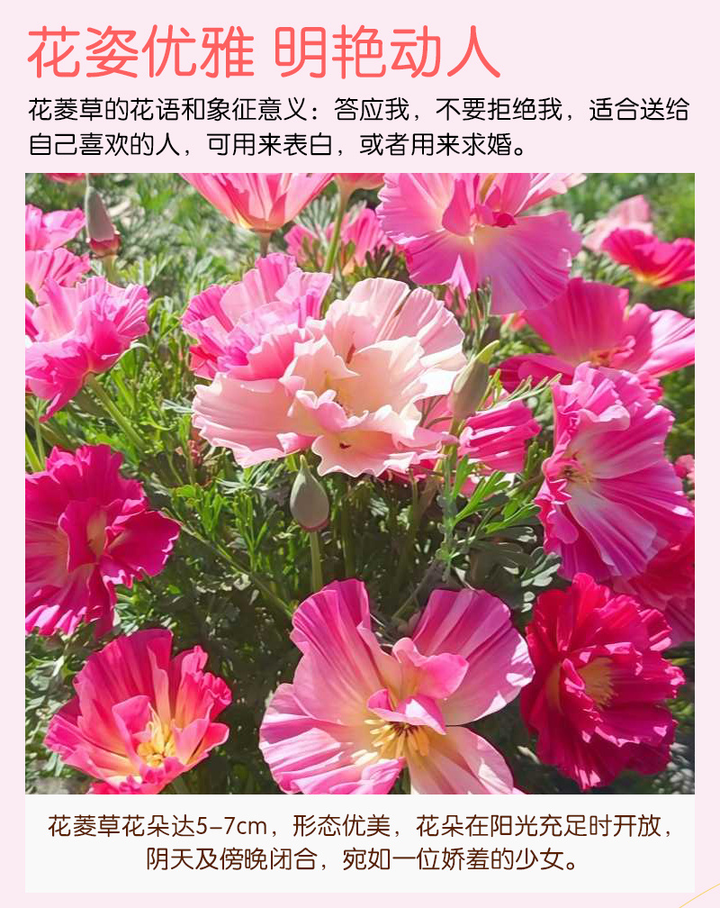 皱叶花菱草种子复瓣加州虞美人洋丽春花籽盆栽阳台庭
