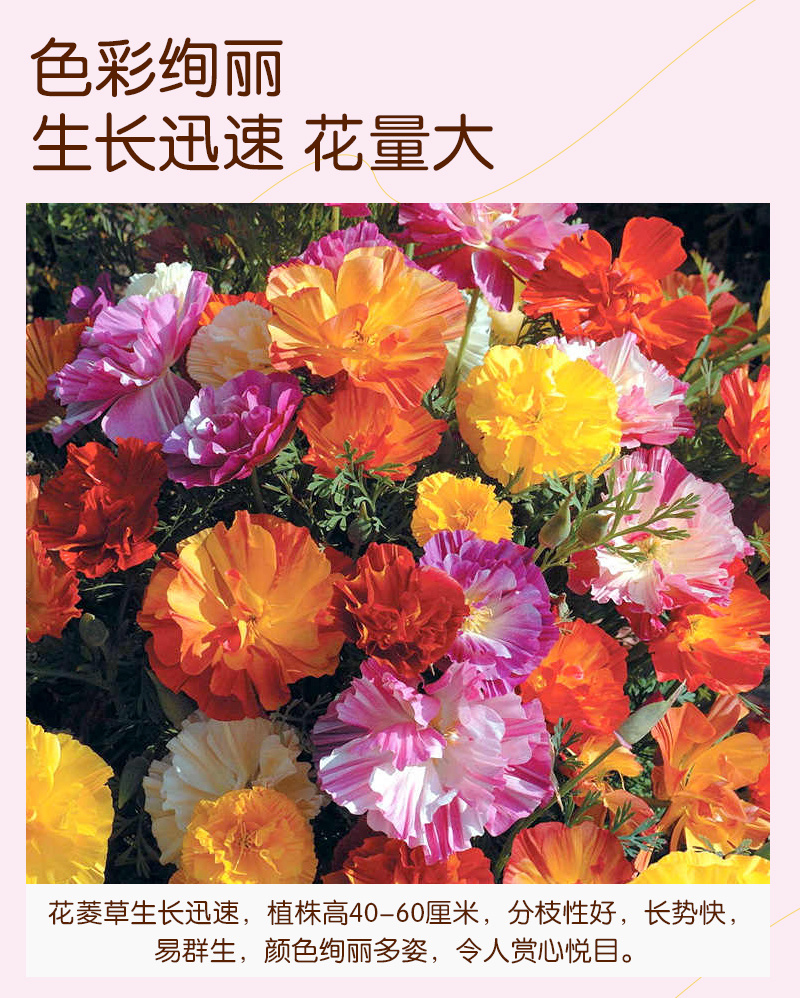 皱叶花菱草种子复瓣加州虞美人洋丽春花籽盆栽阳台庭