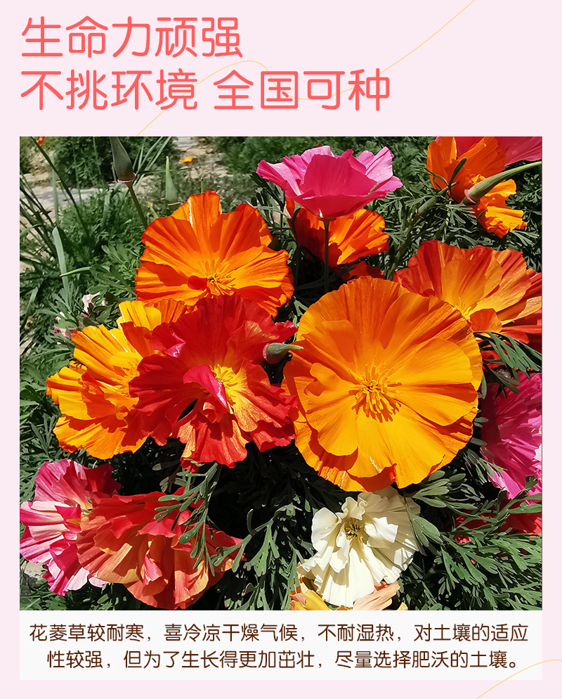 皱叶花菱草种子复瓣加州虞美人洋丽春花籽盆栽阳台庭