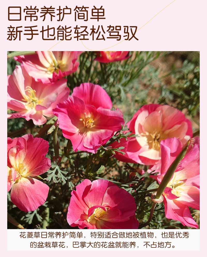 皱叶花菱草种子复瓣加州虞美人洋丽春花籽盆栽阳台庭