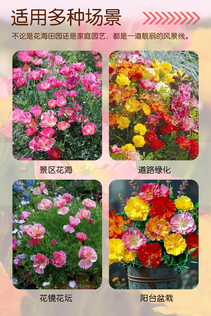 皱叶花菱草种子复瓣加州虞美人洋丽春花籽盆栽阳台庭