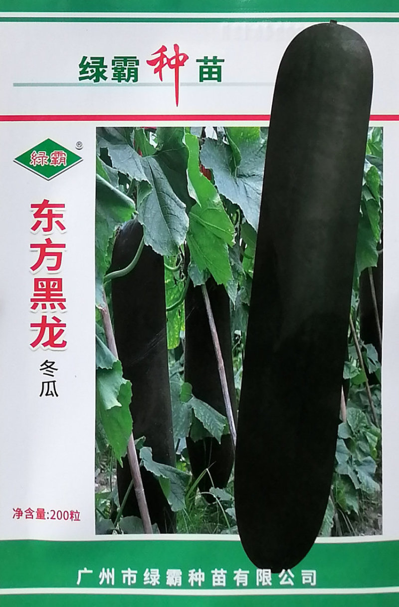 东方黑龙黑皮冬瓜种子特大炮弹型墨绿皮冬瓜肉质致密高产抗病
