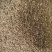 千里香大货价7.5元/斤