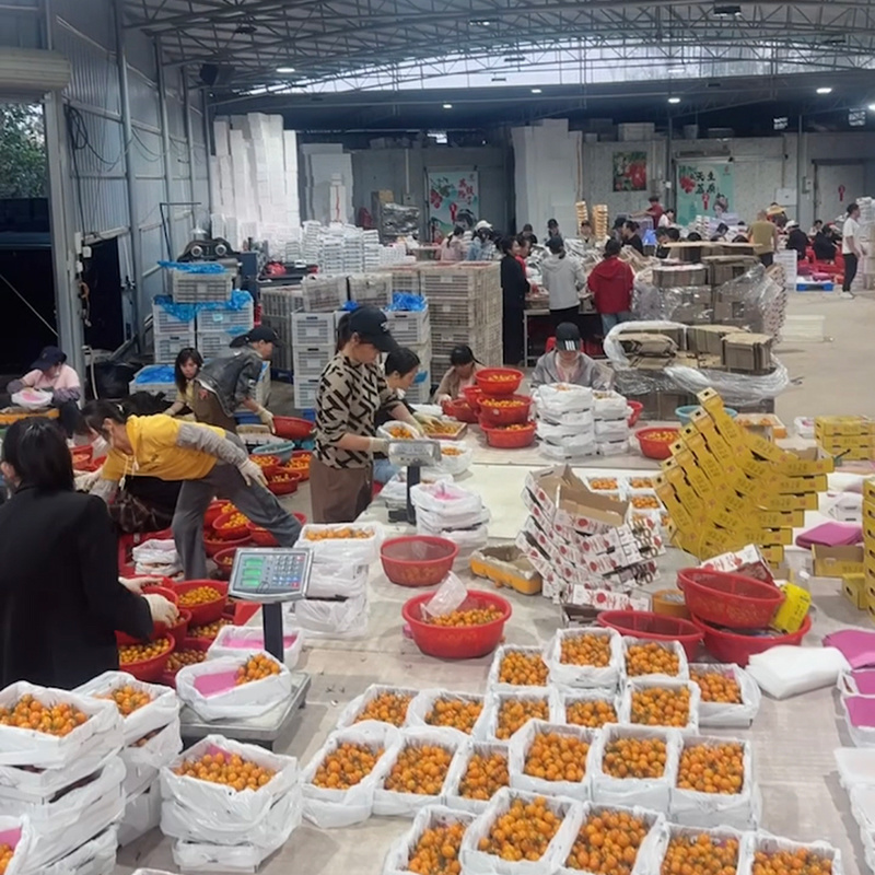 广东电白千禧圣女果香芒皇后电商供货商超市场一件代发