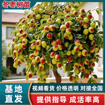 沾化冬枣树苗，一件代发，1代2代3代，对接各大电商平台