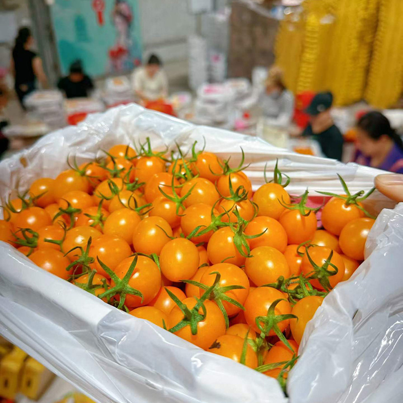 广东电白千禧圣女果香芒皇后电商供货商超市场一件代发