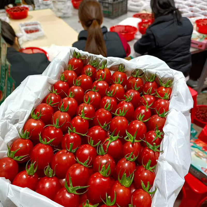 广东电白千禧圣女果香芒皇后电商供货商超市场一件代发