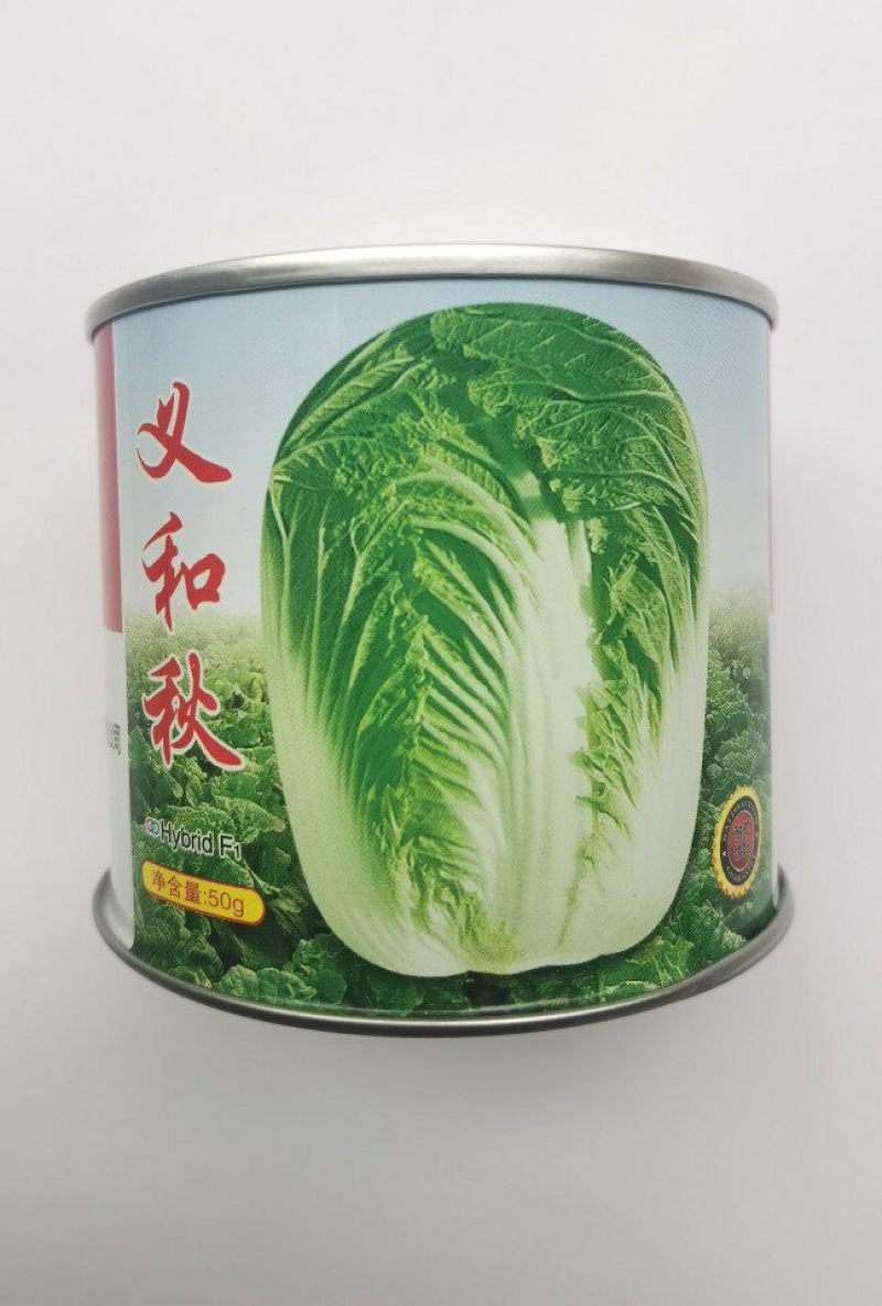 义和秋大白菜种子抗病高产特大秋播冬储山东胶州白菜蔬菜种子