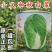 小义和秋大白菜种子早熟抗病高产秋冬储山东胶州白菜蔬菜种子