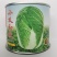 小义和秋大白菜种子早熟抗病高产秋冬储山东胶州白菜蔬菜种子