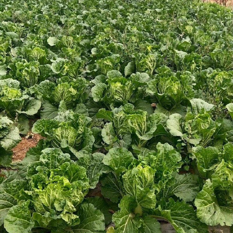 小义和秋大白菜种子早熟抗病高产秋冬储山东胶州白菜蔬菜种子