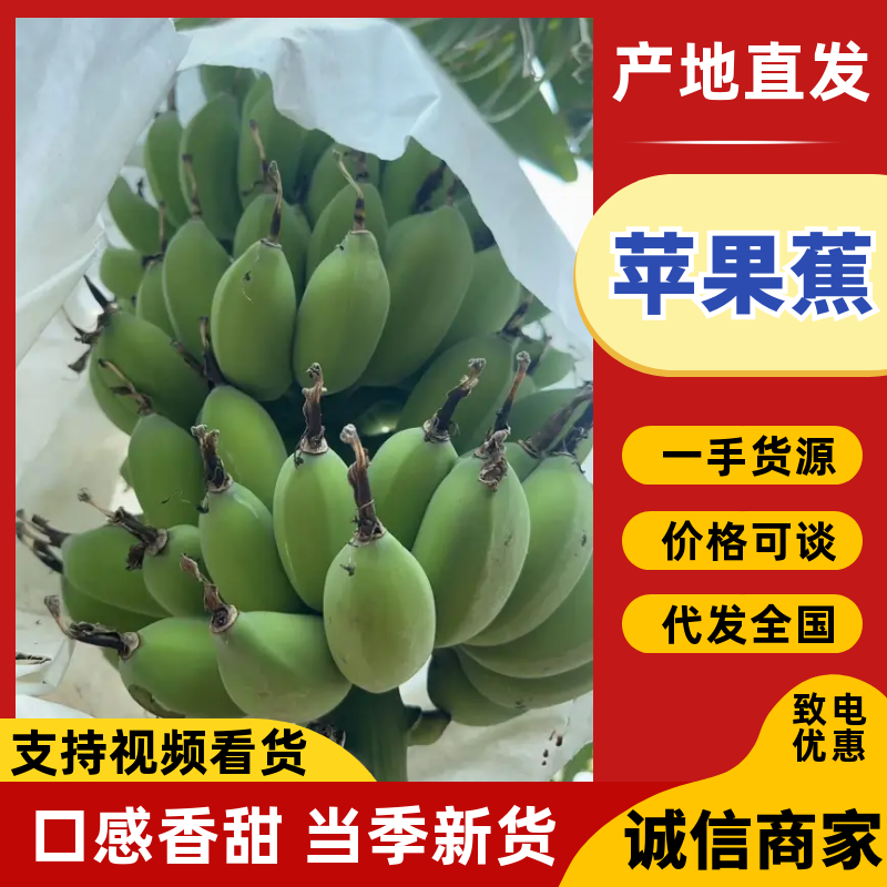苹果蕉品质保证服务周到产地直发价格美丽欢迎联系