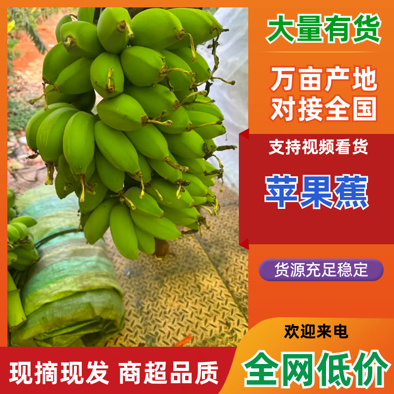 苹果蕉品质保证服务周到产地直发价格美丽欢迎联系