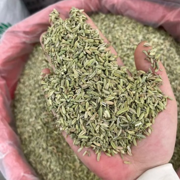 国产特绿小茴香大货价7元/斤