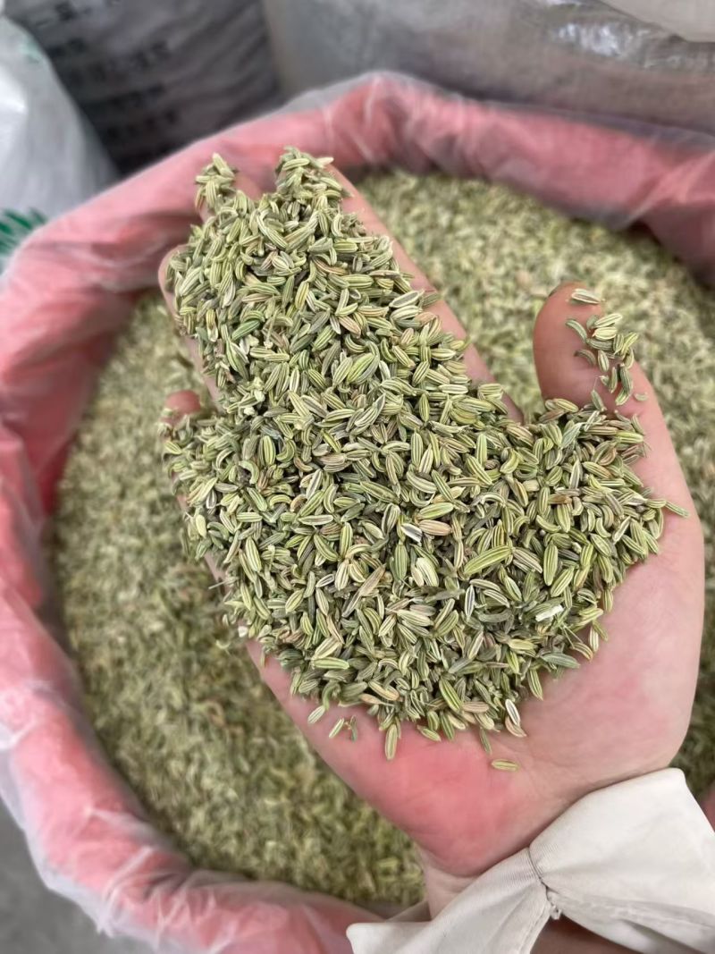 国产特绿小茴香大货价7元/斤