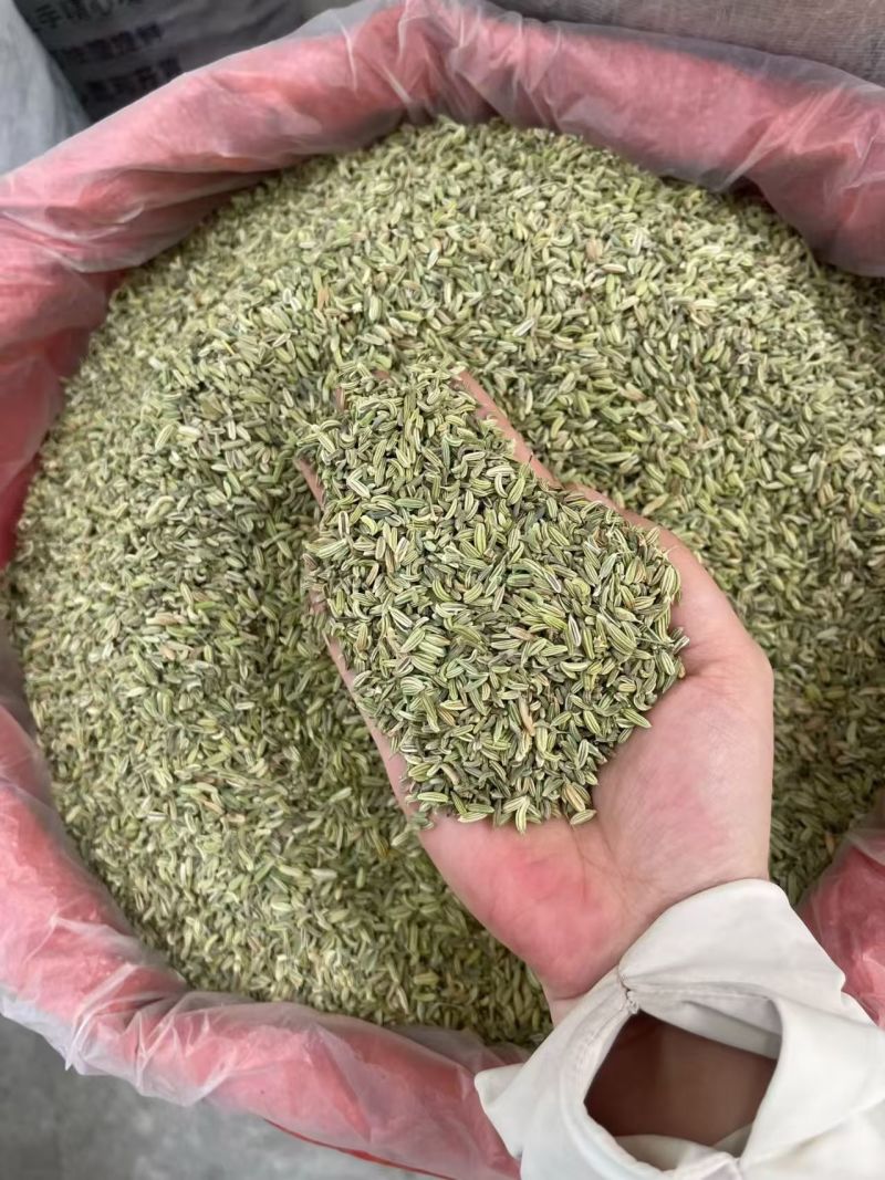 国产特绿小茴香大货价7元/斤