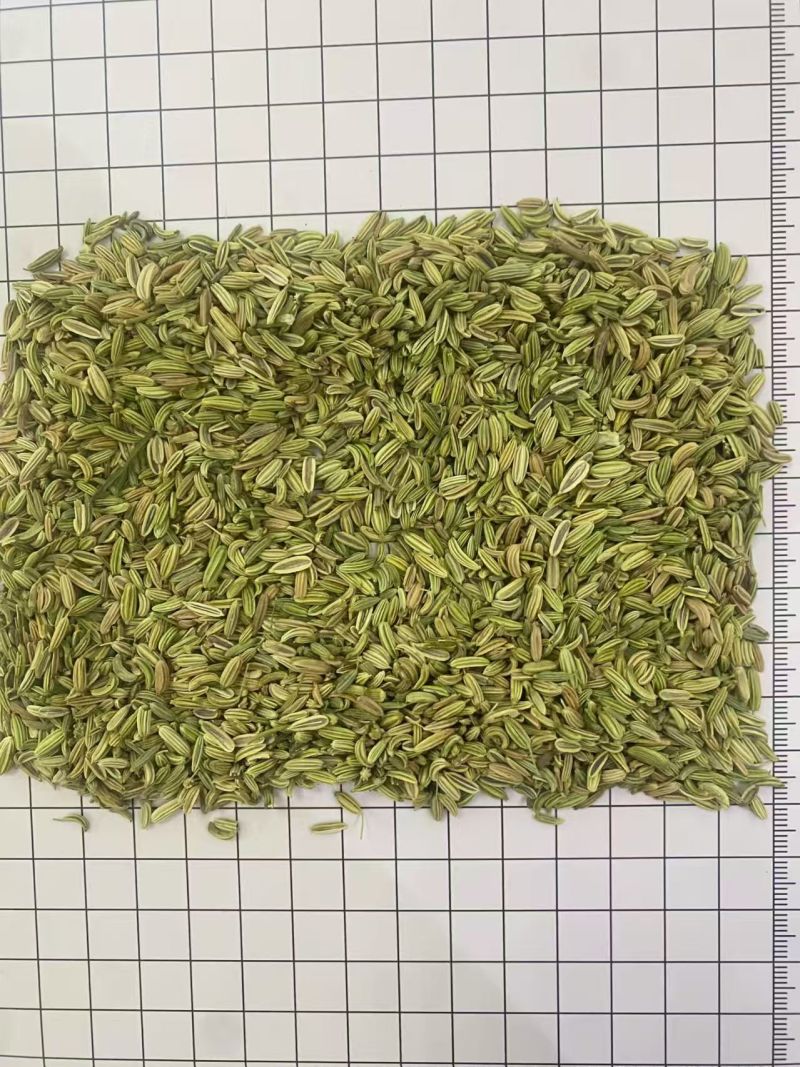 国产特绿小茴香大货价7元/斤