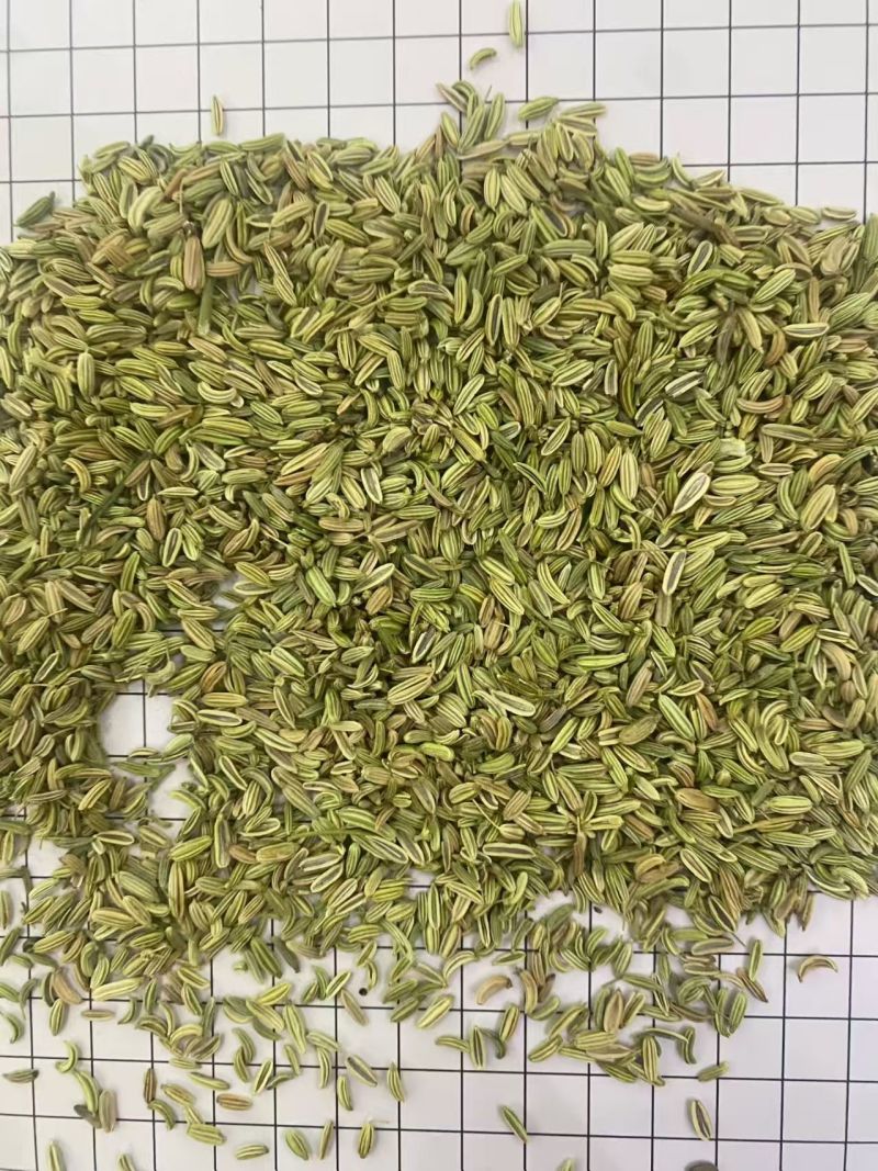 国产特绿小茴香大货价7元/斤