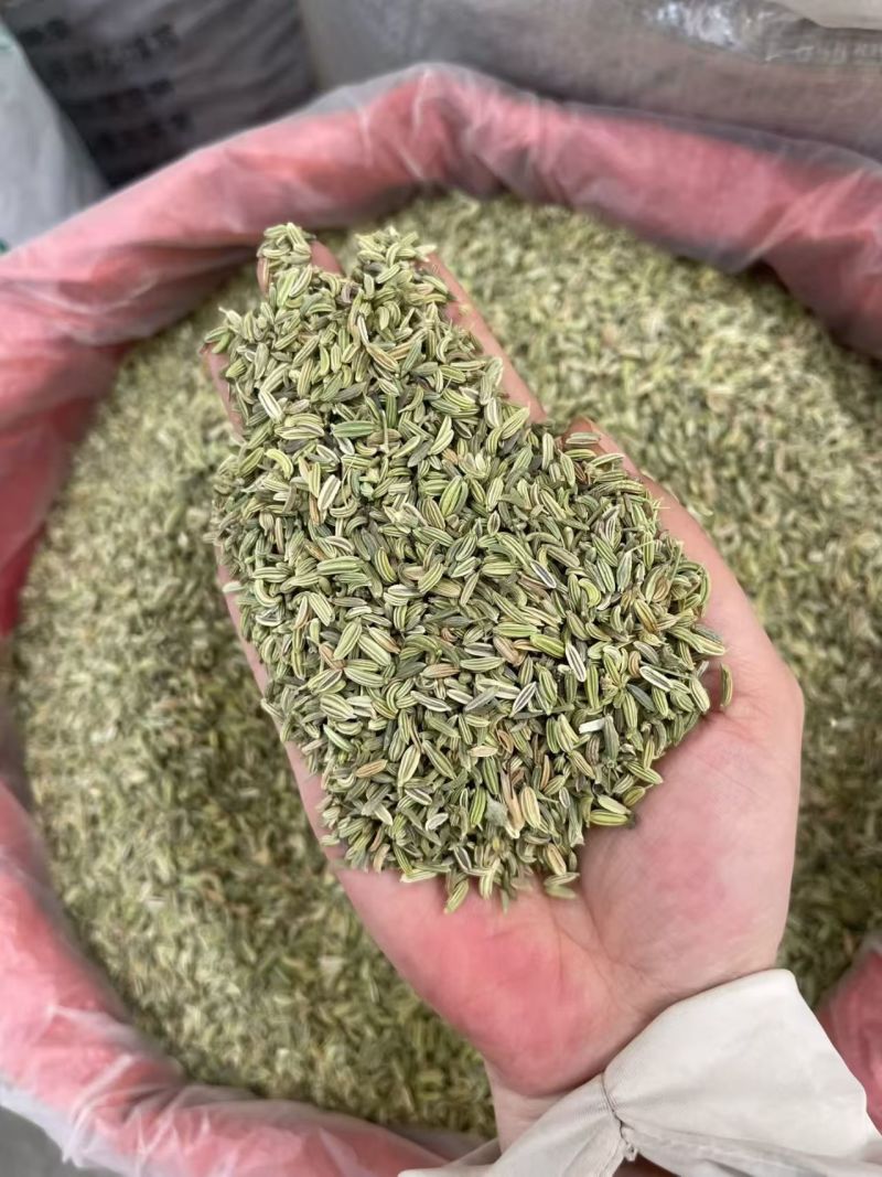 国产特绿小茴香大货价7元/斤