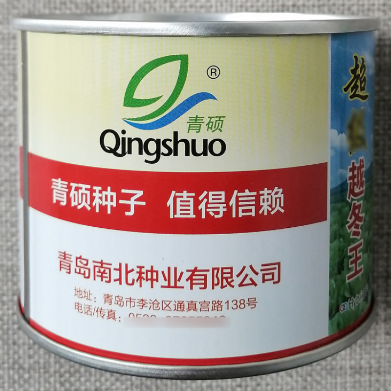 越冬王杂交大白菜种子耐寒结球白菜种籽商品菜生产基地用种